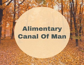 Alimentary Canal Of Man