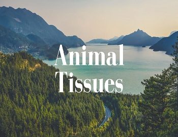 Animal Tissues