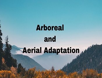 Arboreal and Aerial Adaptation