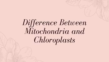 Difference Between Mitochondria and Chloroplasts