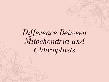 Difference Between Mitochondria and Chloroplasts