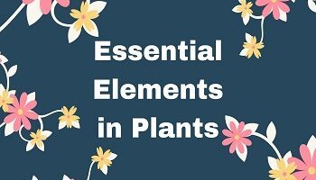 Essential Elements in Plants