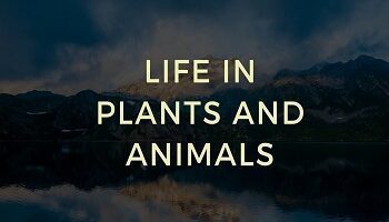 Life in Plants and Animals