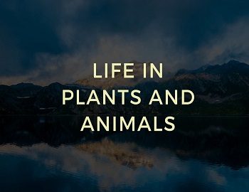 Life in Plants and Animals