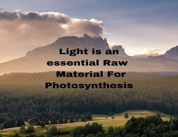Light is an essential Raw Material For Photosynthesis