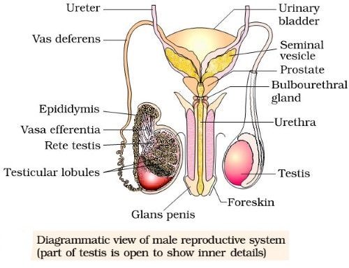 Human Male reproductive System