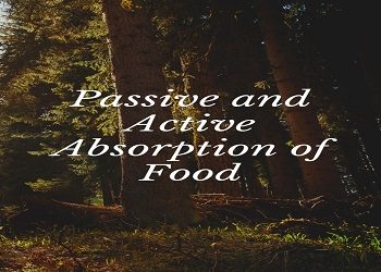 Passive and Active Absorption of Food
