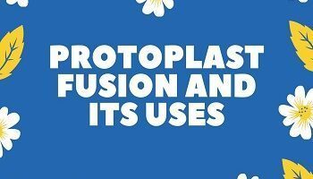 Protoplast Fusion