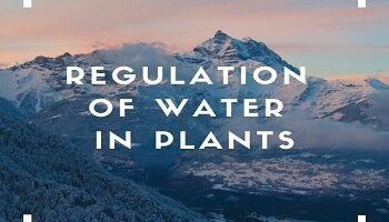 Regulation of Water in Plants