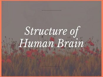 Structure of Human Brain