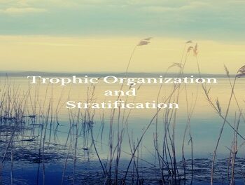 Trophic Organization and Stratification