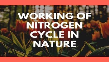 Working of Nitrogen Cycle in Nature