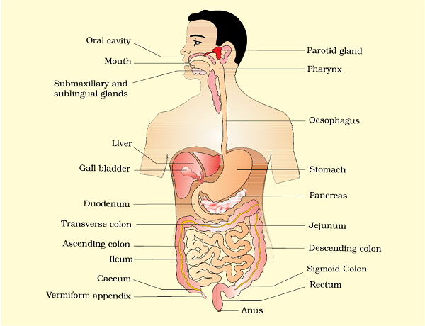 digestive system of man