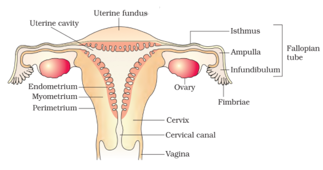 female reproductive system diagram