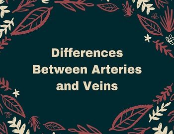 Differences Between Arteries and Veins