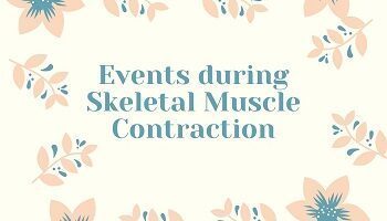 Events during Skeletal Muscle Contraction