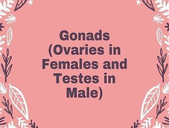 Gonads (Ovaries in Females and Testes in Male)