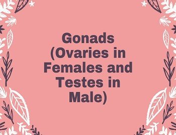 Gonads (Ovaries in Females and Testes in Male)