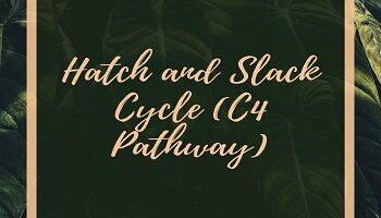 Hatch and Slack Cycle (C4 Pathway)