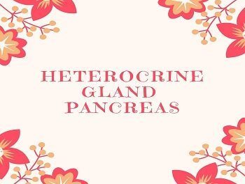 Heterocrine Gland Pancreas