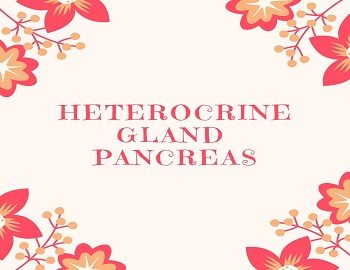 Heterocrine Gland Pancreas