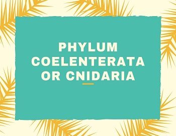 Phylum Coelenterata or Cnidaria