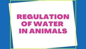 Regulation of Water in Animals