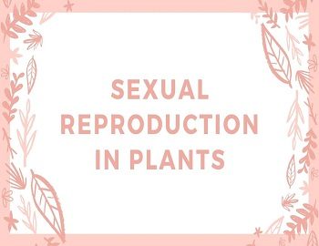 Sexual Reproduction in Plants