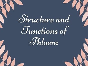 Structure and Functions of Phloem