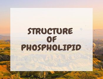 Structure of Phospholipid