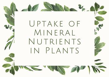 Uptake of Mineral Nutrients in Plants
