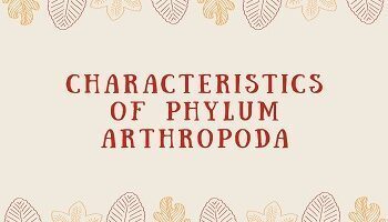 Characteristics of Phylum Arthropoda