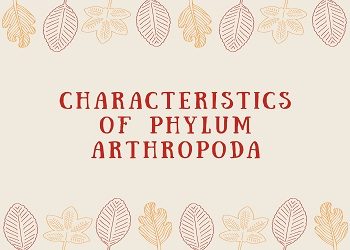 Characteristics of Phylum Arthropoda