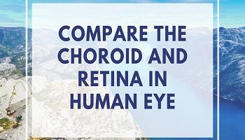 Compare the Choroid and Retina in Human Eye