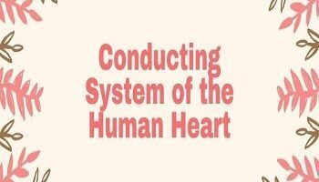 Conducting System of the Human Heart