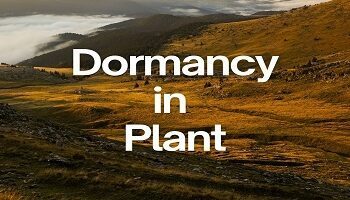 Dormancy in Plant