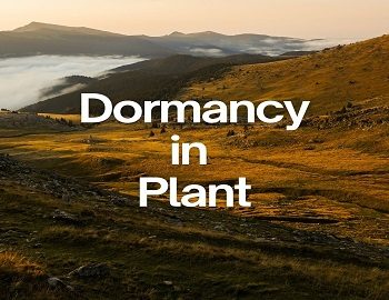 Dormancy in Plant