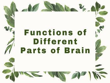 Functions of Different Parts of Brain