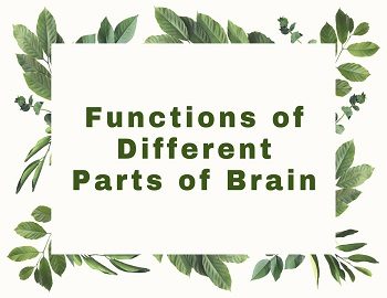 Functions of Different Parts of Brain