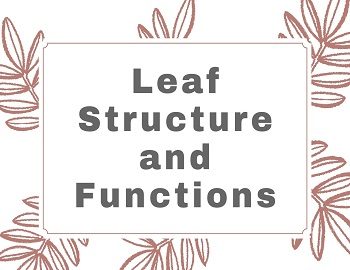 Leaf Structure and Functions