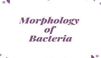 Morphology of Bacteria