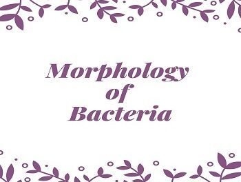 Morphology of Bacteria