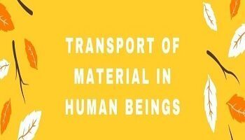 Transport of Material In Human Beings