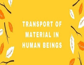 Transport of Material In Human Beings