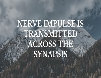 What is Synapse
