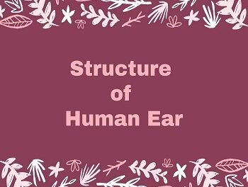 human ear structure