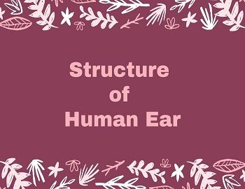 human ear structure