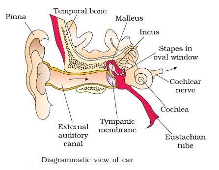 Structure of Human Ear