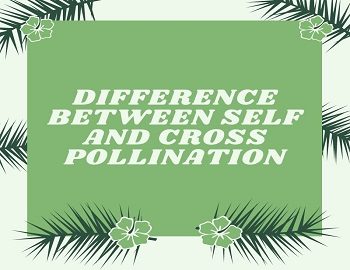 Difference Between Self and Cross Pollination