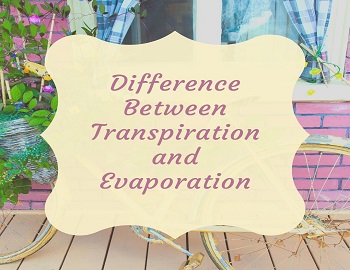 Difference Between Transpiration and Evaporation
